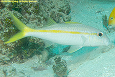 yellow goatfish